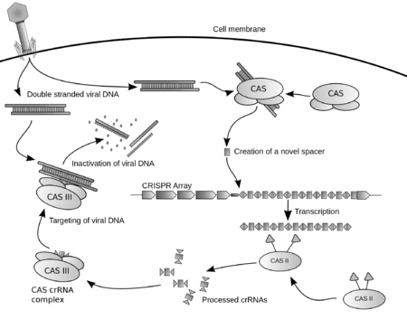 HIV CRISPR